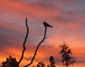 15 chick red sunrise (Happy New Year)