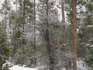 16 dreary (Happy New Year)