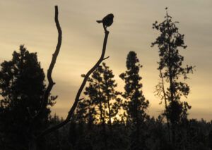 17 sunrise moving (Happy New Year)