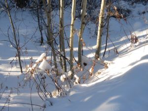 4 not much snow (Happy New Year)