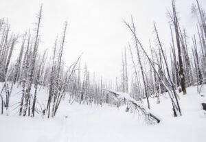 8 burned forest 1 (Happy New Year)
