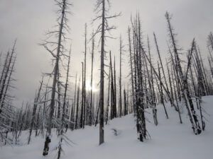 9 burned forest 2 (Happy New Year)