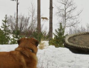 6 coyote (ALMOST EQUINOX)