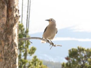 nutcracker (ALMOST EQUINOX)