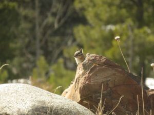 1 spring yet? (IS IT SPRING YET?)