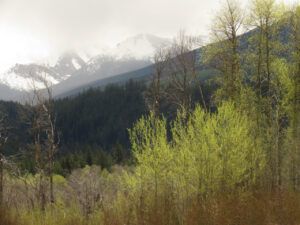 11 spring green (TRIPS WITH ANDREW.)