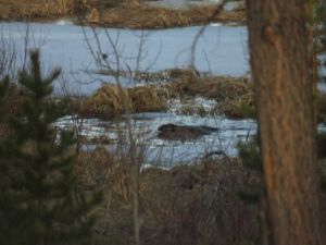 18 1st open water, beaver (IS IT SPRING YET?)