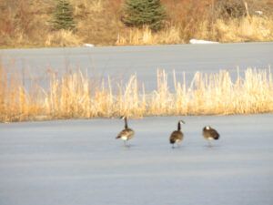 2 geese on ice (ANDREW)