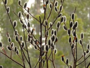 2 pussy willows (IS IT SPRING YET?)
