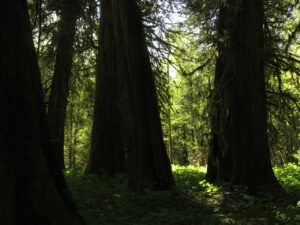 20 big trees (TRIPS WITH ANDREW.)