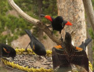 21 bb spat 1 (IS IT SPRING YET?)