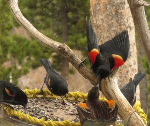 22 bb spat 2 (IS IT SPRING YET?)