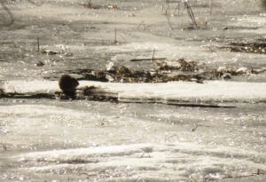 23 muskrat (IS IT SPRING YET?)