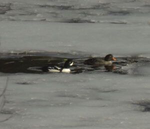 24 1st duck.  BG (IS IT SPRING YET?)