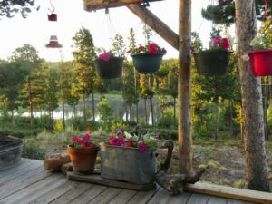 24 petunias (ANDREW)