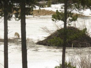 25 coyote beaver house (IS IT SPRING YET?)