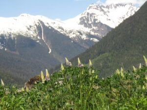29 lupins (TRIPS WITH ANDREW.)