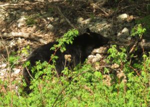 30 bear (TRIPS WITH ANDREW.)