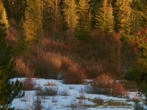 4 red willow twigs (IS IT SPRING YET?)