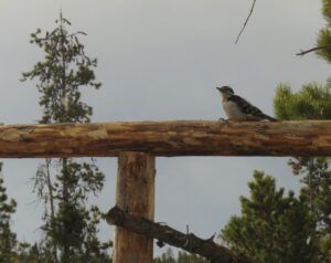 4 woodpecker (ANDREW)