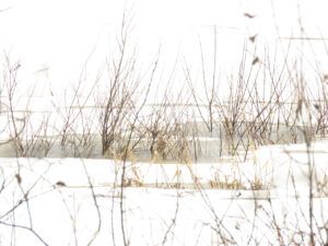 5 first grey ice (IS IT SPRING YET?)