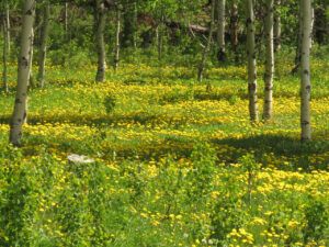 1 dandelions (SPRING)