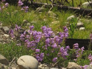 10 rich penst (SPRING)