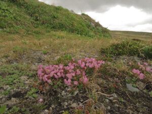 11 bog laurel (Perkins Peak)