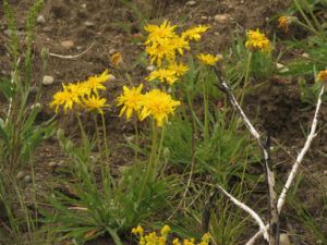 12 agoseris (SPRING)