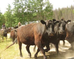 12 away they go. (EVENTS)