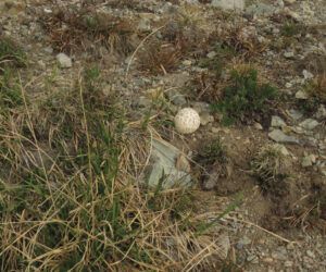 12 puffball (Perkins Peak)