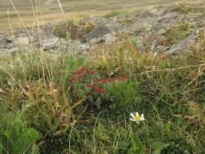 13 roseroot (Perkins Peak)