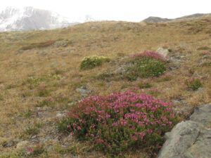 14 3 heathers (Perkins Peak)
