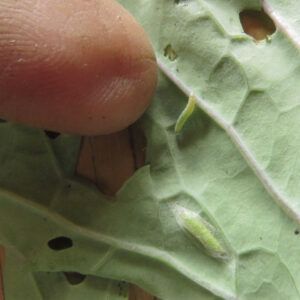 16 kale worms (Where There’s Smoke There’s Fire.)