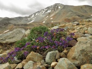 penstemon (Perkins Peak)