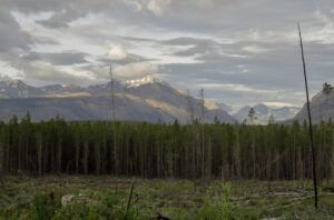 2 through logging blocks (Perkins Peak)