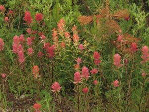 3 paintbrush shades (Perkins Peak)