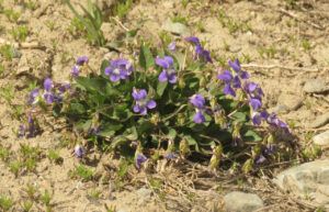 3 violets (SPRING)