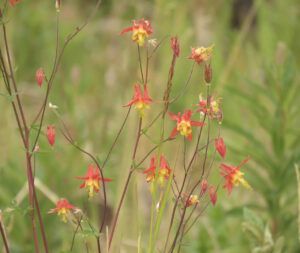 4 columbine (Perkins Peak)