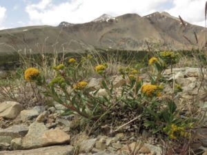 m,t goldenrod (Perkins Peak)