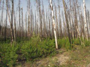 5 forest growing well. (Where There’s Smoke There’s Fire.)