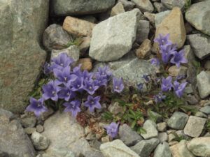 5 harebell (Perkins Peak)