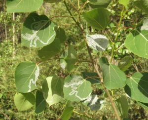 6 leaf miners (EVENTS)