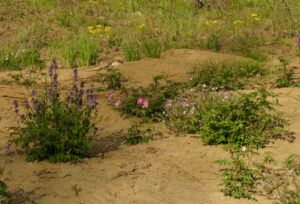 6 rose and penstemon (SPRING)