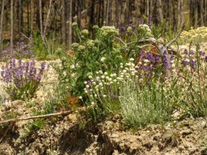 7 2 sp pussytoes etc. (SPRING)