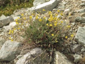 7 potentilla (Perkins Peak)