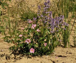 8 rose and penstemon (SPRING)