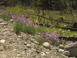 9 purple penstemon (SPRING)