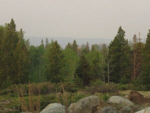 full leaf smoke (SPRING)