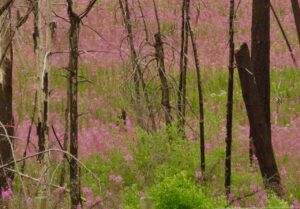 5 fireweed 2017 (FIRES UPDATE)